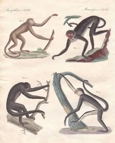 Primat primate Affe monkey Brasilien Brasil Amerika America Affen Bertuch 1800
