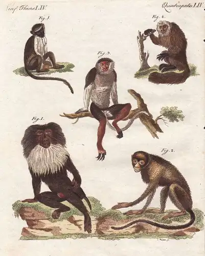 Affen monkeys Affe monkey Sakiaffen pitheciidae Primaten primates Bertuch 1800