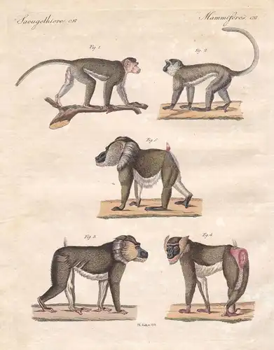 Meerkatzen guenon Grünmeerkatze Vervet Drill Affe monkey Affen Bertuch 1800