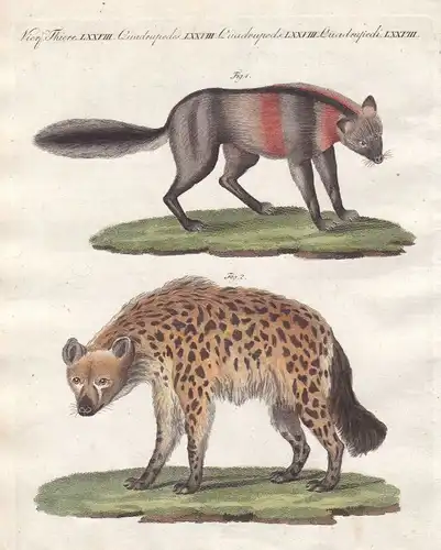 Fuchs fox Füchse foxes Hyäne hyena Hyänen hyenas Raubtier predator Bertuch 1800