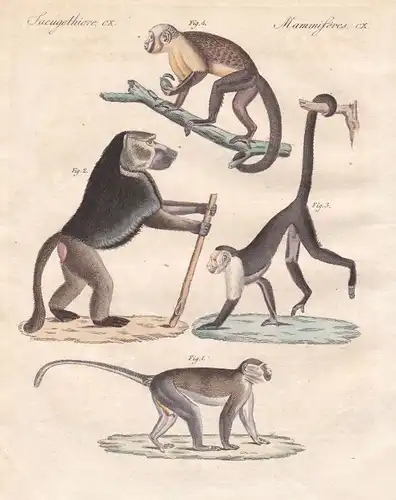 Grünmeerkatze grivet Kapuzineraffen capuchin monkey Affe monkey Bertuch 1800