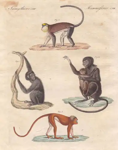 Siamang Monameerkatze mona monkey Affe Affen monkeys Primat Bertuch 1800