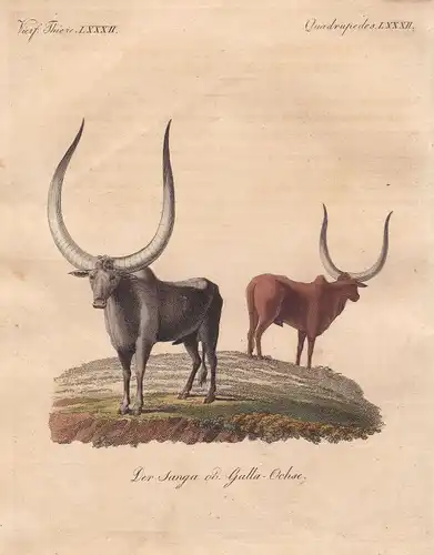 Rind cow Ochse ox bullock Bulle bull Stier Stiere Ochsen Rinder Bertuch 1800