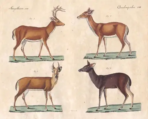 Hirsch deer Hirschkuh Paarhufer even-toed ungulate Geweih antler Bertuch 1800