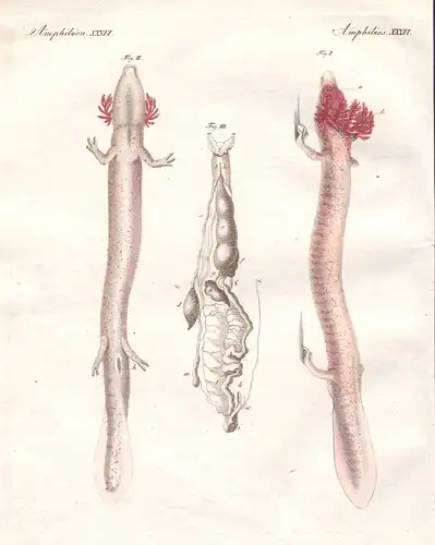 Grottenolm olm Proteus Lurch amphibian Schwanzlurch salamander Bertuch 1800