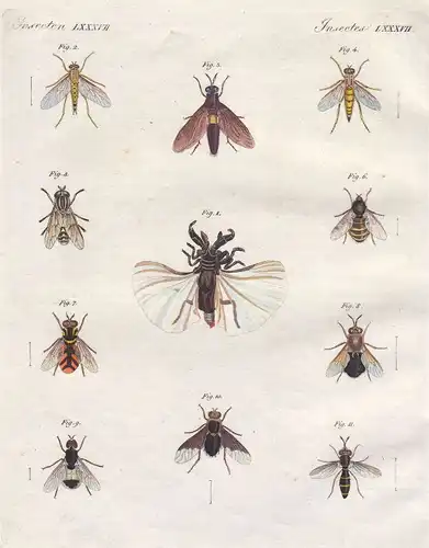 Fliege fly Fliegen Bremer horse-fly Insekt insect Insekten insects Bertuch 1800