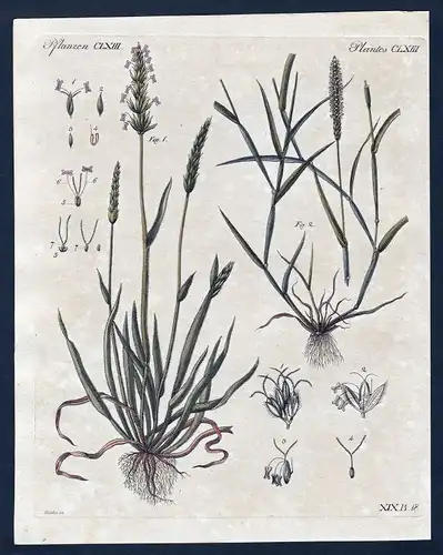 1800 Pflanzen plant Pflanze plants Kupferstich Bertuch antique print 145894