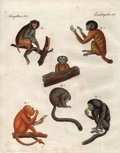 Affe Affen monkeys Uakaris uakari Brüllaffen howler monkey Bertuch 1800
