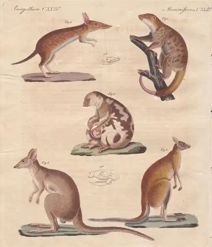 Kangaroo Nasenbeutler Beuteldachse bandicoot Ratte rat Ratten rats Bertuch 1800