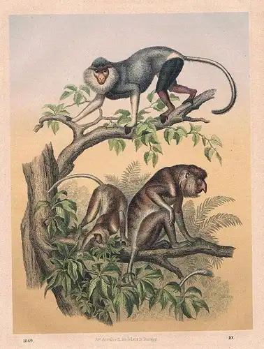 1869 - Affe Affen monkey Ostindien Indien India Lithographie lithography