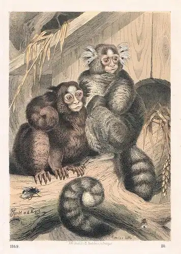 1869 - Seidenaffe Affen Affe monkey Lithographie lithography