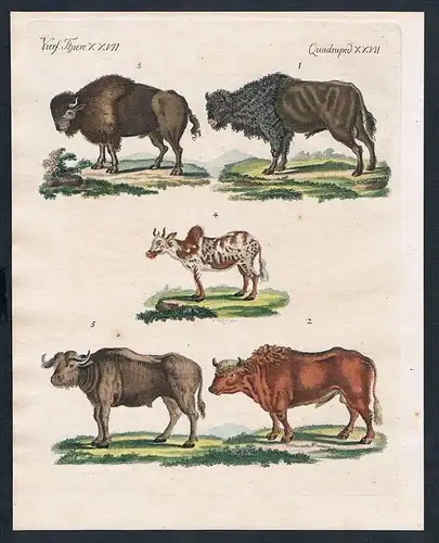 1800 - Ochse Bison Büffel ox bison buffalo engraving Kupferstich Bertuch