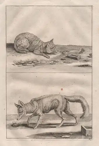 Fuchs Füchse Raubtier Wildhund fox predator etching Kupferstich antique print