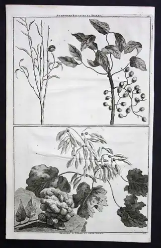De Brujin Mandel almond amandier Afrag hedge Pflanzen plante antique print 1718
