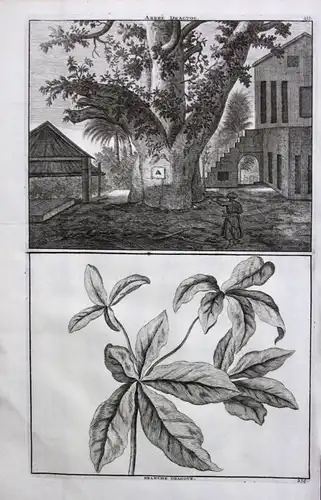 De Brujin Dragtoe Baum Tree arbre Fruit tree Obstbaum Pflanze plant plante 1718