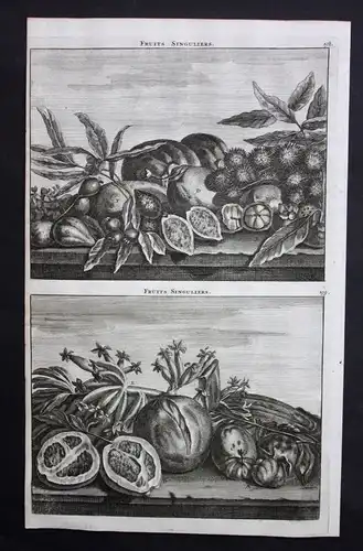 De Brujin Fruits singuliers fruit Frucht Obst Kupferstich antique print 1718