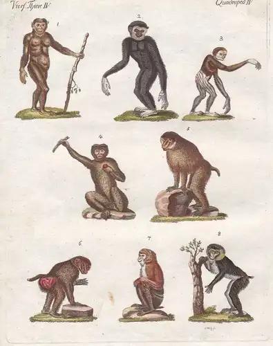 Mandrill Orang-Utans orangutan Affe monkey Affen monkeys Arten Bertuch 1800