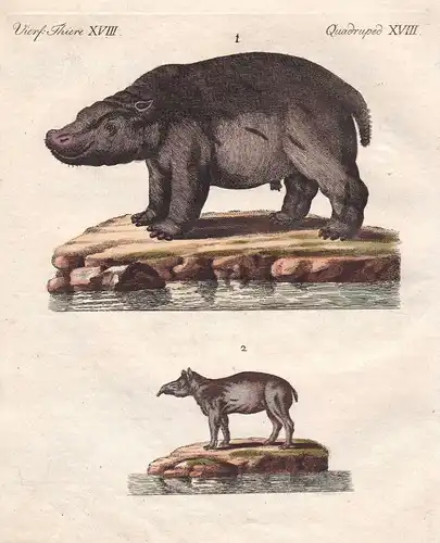 Flusspferd hippopotamus Nilpferd Tapire tapirs Tapir tapir Bertuch 1800