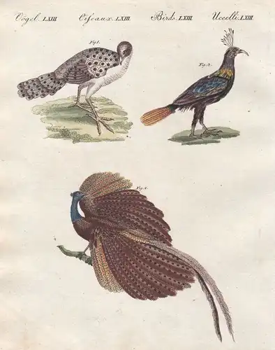 Pfau peacock Fasan pheasant Vögel birds Vogel bird Argusfasan Bertuch 1800