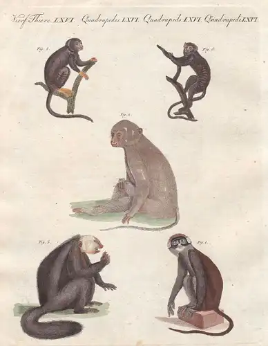 Affe monkey Affen monkeys Rußmangabe sooty mangabey Primat primate Bertuch 1800