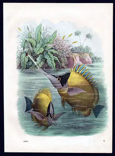 1863 Schützenfisch banded archerfish Fisch fish Fische Lithographie lithograph