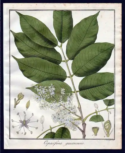 Ca. 1830 Copaifera Baum Botanik botany Kupferstich engraving antique prin 110259