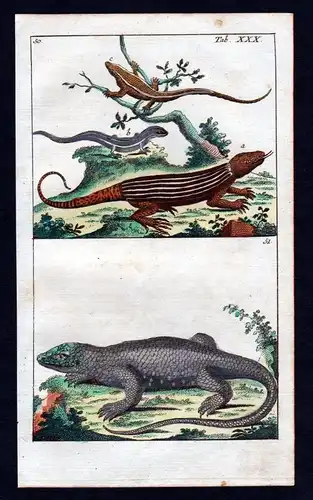 1800 Eidechse lacertidae lizard Kupferstich engraving antique print