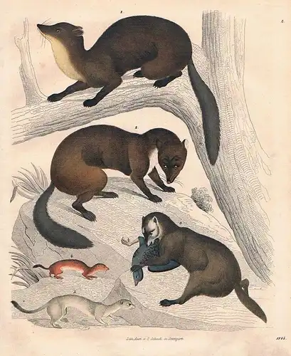 1844 - Marder Iltis marten Jagd hunting Lithographie lithograph