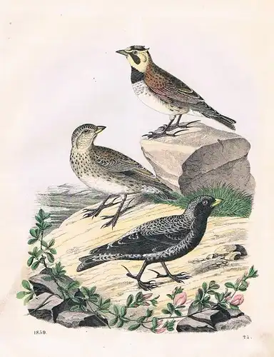 1859 - Lerche Lerchen Vogel Vögel bird birds Lithographie lithograph