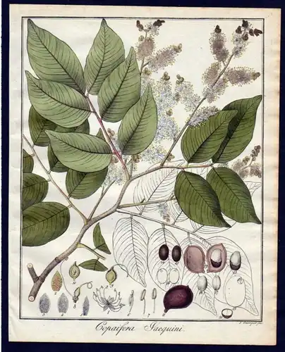 Ca. 1830 Copaifera Baum Botanik botany Kupferstich engraving antique prin 110260