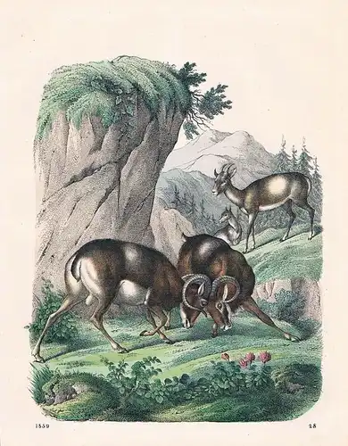 1859 - Mufflon Wildschaf Schaf sheep Lithographie lithograph