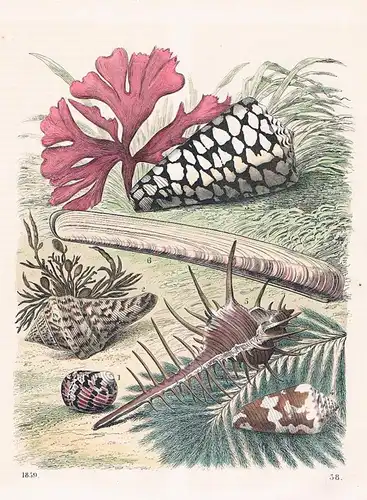 1859 - Muschel Muscheln Conchylien mussels Lithographie lithograph