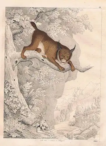 1844 - Luchs lynx Luchse Lithographie lithograph