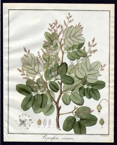 Ca. 1830 Copaifera Baum Botanik botany Kupferstich engraving antique prin 110265