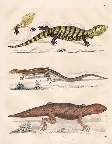 1844 - Eidechse Eidechsen lizard Lithographie lithograph