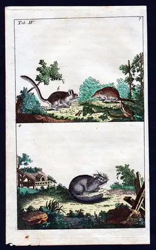 1800 Feldmaus Siebenschläfer Maus vole dormouse mouse Kupferstich antique print