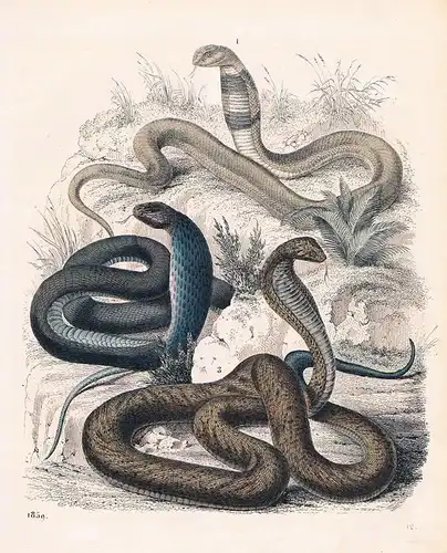 1859 - Aspis Giftschlange Schlange snake poison Lithographie lithograph