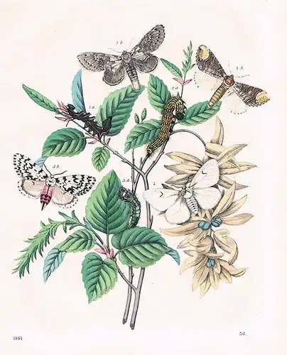 1861 - Hainbuche Schmetterlinge butterfly Raupe Lithographie lithography