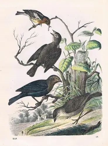 1859 - Kuhvogel Sperling Vogel Vögel birds bird Lithographie lithograph