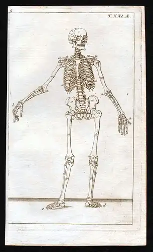 Skelett Aufbau skeleton structure Anatomie anatomy Medizin medicine Kupferstich