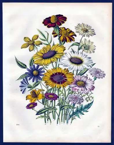 1856 - Sommerblumen summer flowers flower Blumen Lithographie lithograph