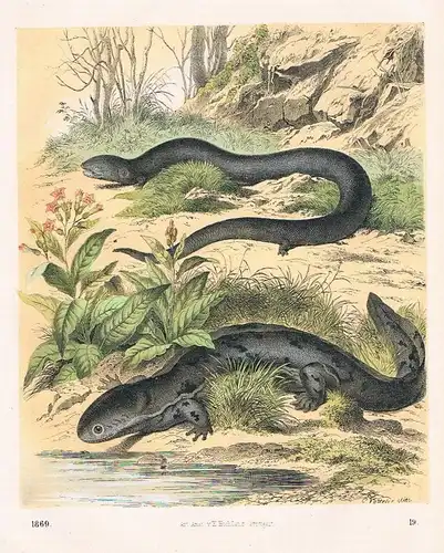 1869 - Salamanderfisch Axolotl Amphibien Lithographie lithography