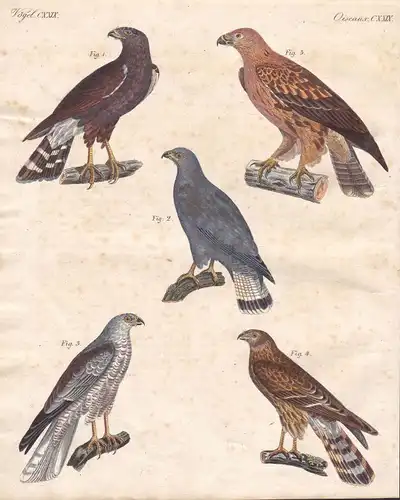 Bussard buteo buzzard Adler eagle Vogel bird Vögel birds Raubvogel Bertuch 1800