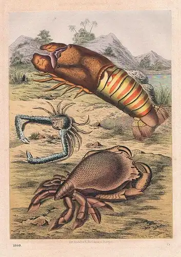 1869 - Krabben Krabbe Krebs cancer crab Indien India Lithographie lithography