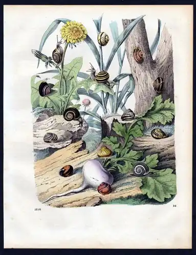 1856 - Schnecke Schnecken Schneckenhaus snail shell Lithographie lithograph