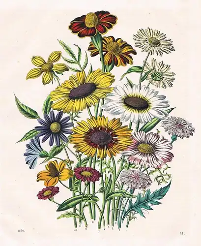1856 - Sonnenblume Sonnenblumen Blumen flowers Lithographie lithography