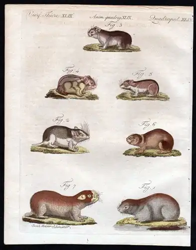 1806 - Fleckmaus Mäuse Maus mouse Blesmoll Kupferstich engraving Bertuch