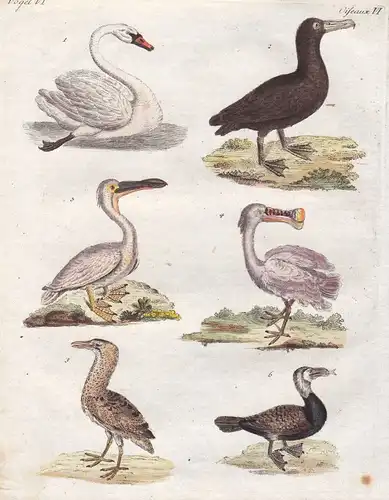 Schwan swan Pelikan pelican Rabe crow Gans goose Vogel bird Vögel Bertuch 1800