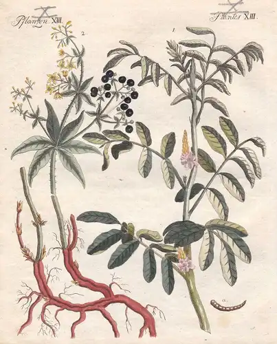 Indigopflanze indigofera tinctoria Färberröten rubia Pflanzen Bertuch 1800
