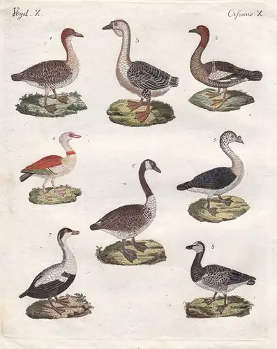 Gans goose Eiderente common eider Ente duck Vögel birds Vogel bird Bertuch 1800